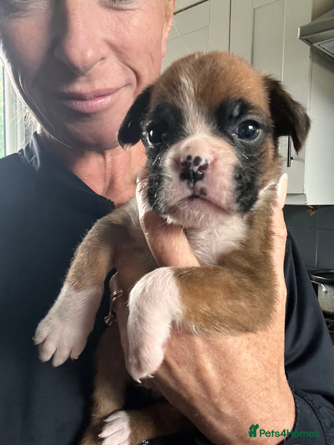Boxer dogs for sale: Gorgeous litter of tailed and bob tailed boxers  - Image 14