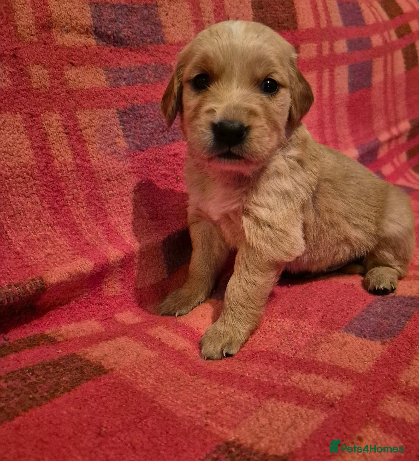 Golden Retriever dogs for sale: 9 amazing dark golden retrievers - Advert 2