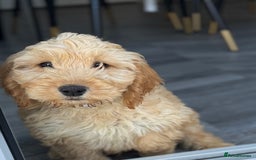 Cockapoo dogs for sale: F1 Cockapoo puppy - Image 1