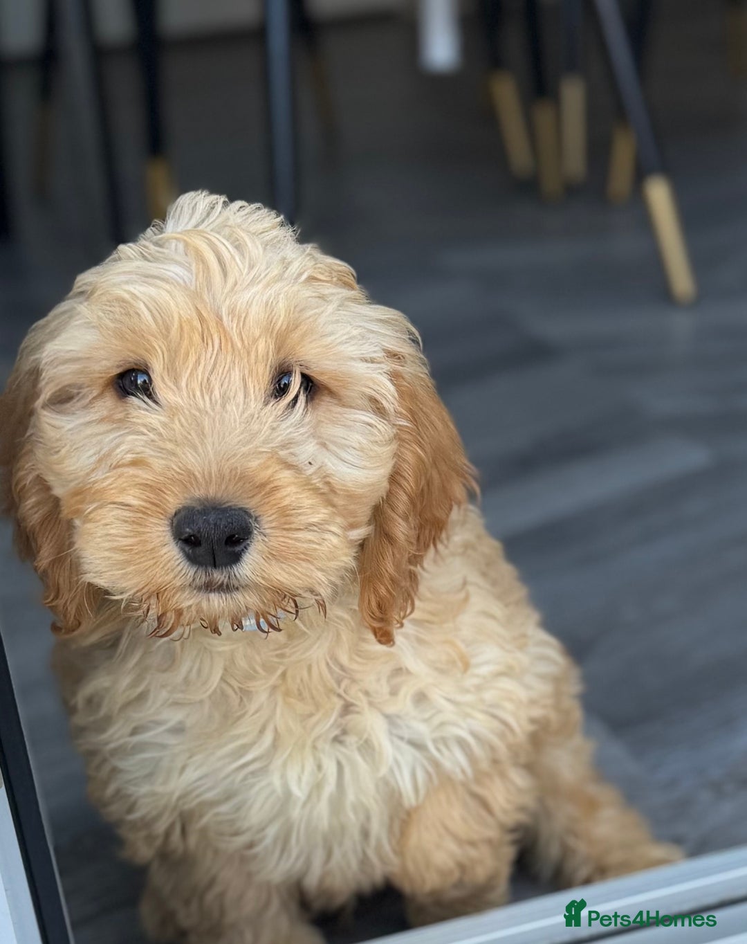 Cockapoo dogs for sale: F1 Cockapoo puppy - Image 1