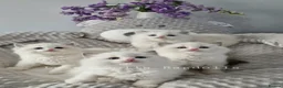Ragdoll cats for sale: 🎀🐈Exclusive quality kittens🏆Champion parents🐈 - Advert 3