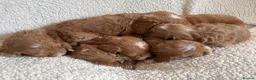 Cockapoo dogs for sale: F1bcockapoo puppies - DNA Health test clear  in Staines - Advert 36