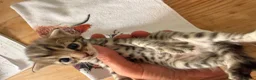Bengal cats for sale:     Stunning Bengal Cross Kittens  - Advert 9