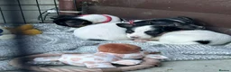 Jack Russell dogs for sale: 🐶 Gorgeous Jack Russell Puppies 🐶 - Advert 7