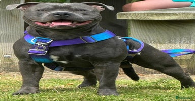 Staffordshire Bull Terrier dogs in Liverpool - Advert 3