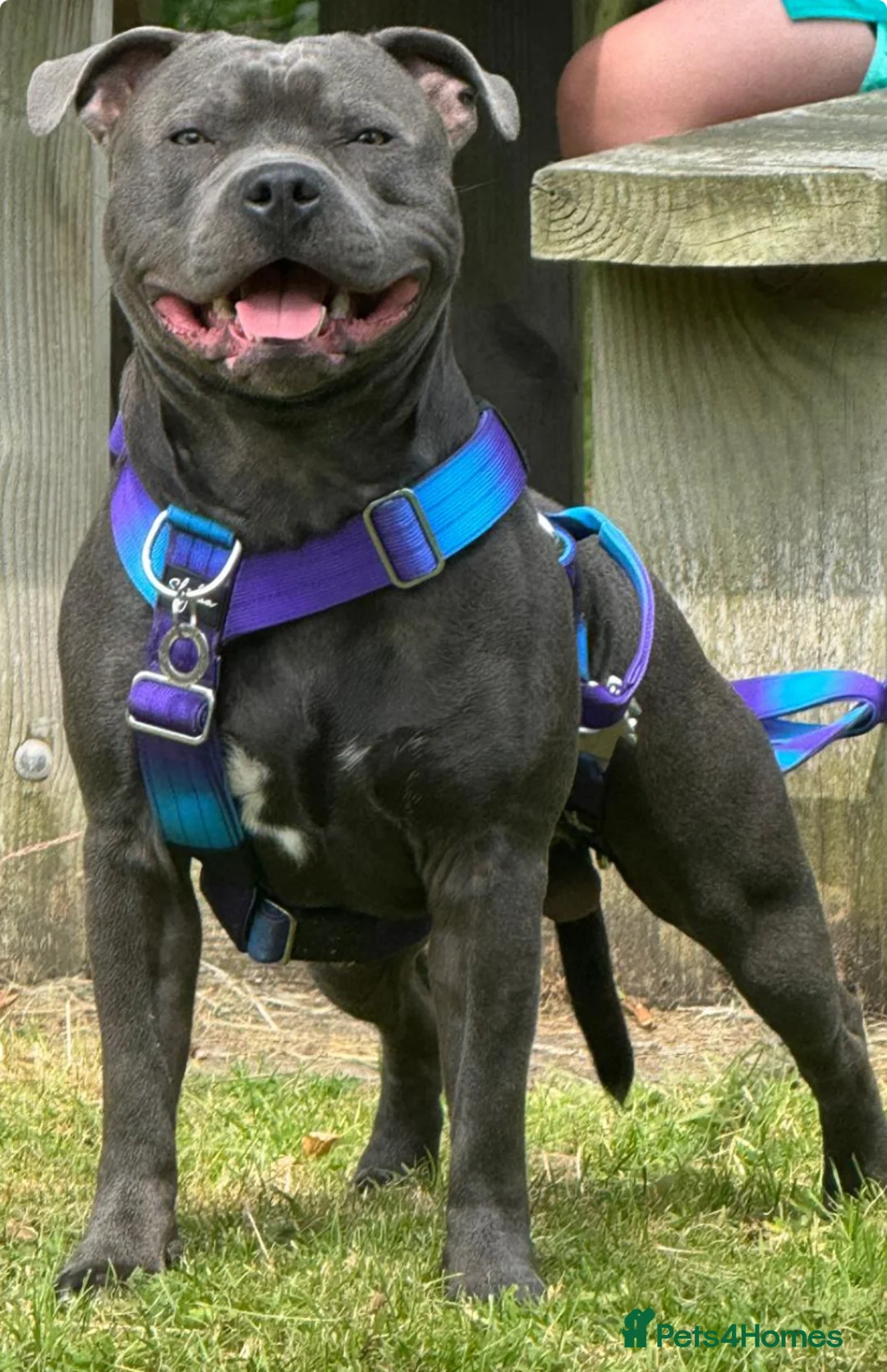 Staffordshire Bull Terrier dogs for stud: KC Registered Blue Staff Stud includes A.I in Liverpool - Advert 5