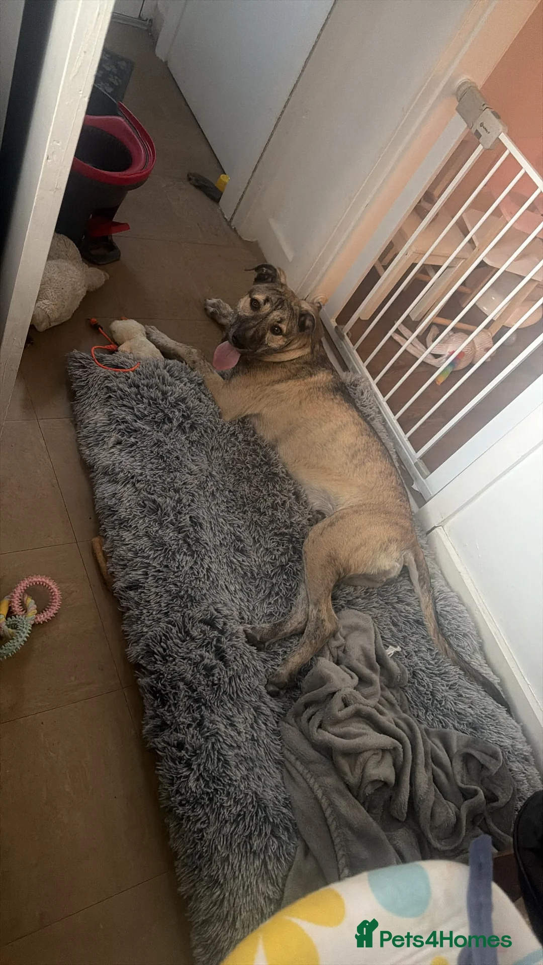 Mixed Breed dogs for sale: Toffee  - Advert 3