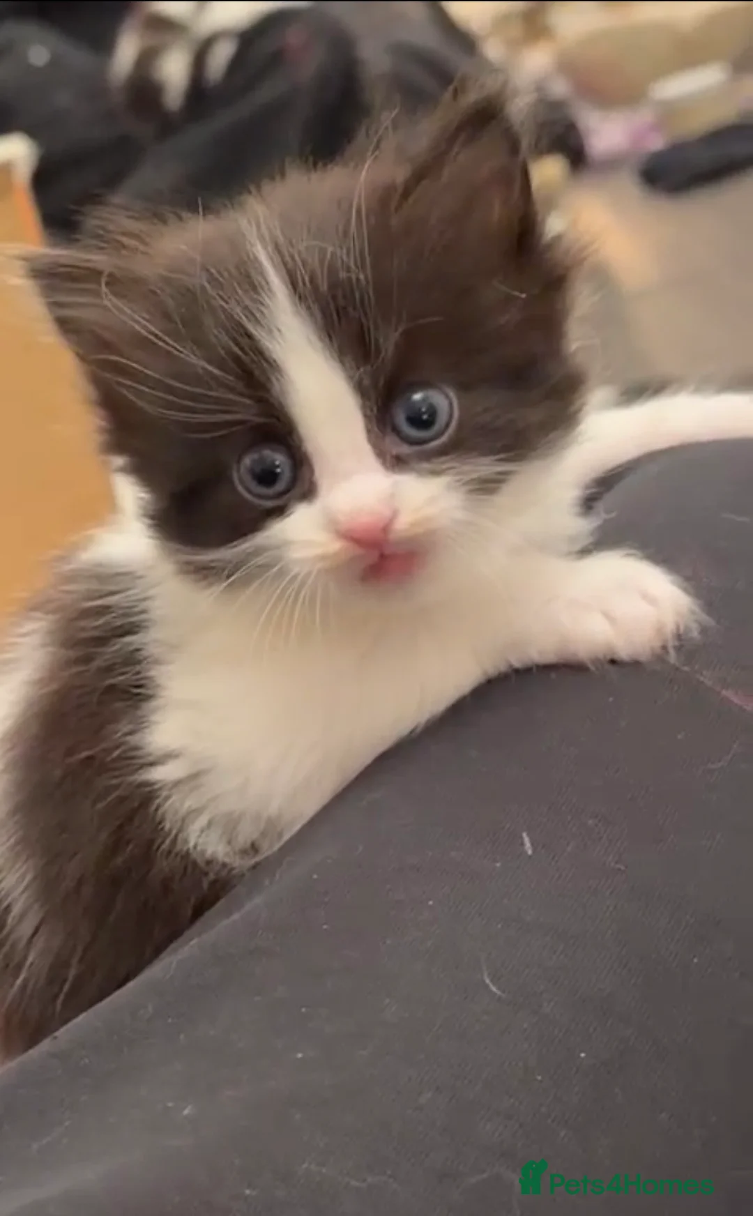 Ragdoll cats for sale: Kitten (Ragdoll mix) in Edinburgh - Advert 2