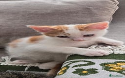 Mixed Breed cats for sale:  Blue eyes Flower pattern mark unique kitten  - Image 35