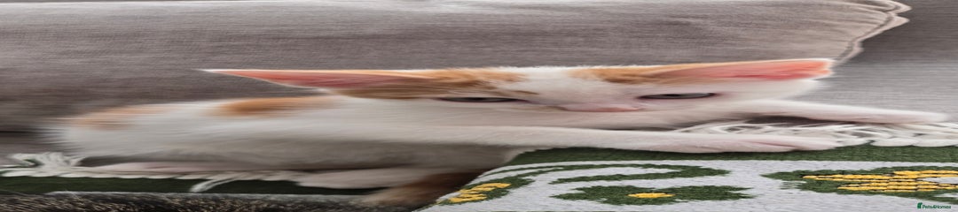 Mixed Breed Kitten 1