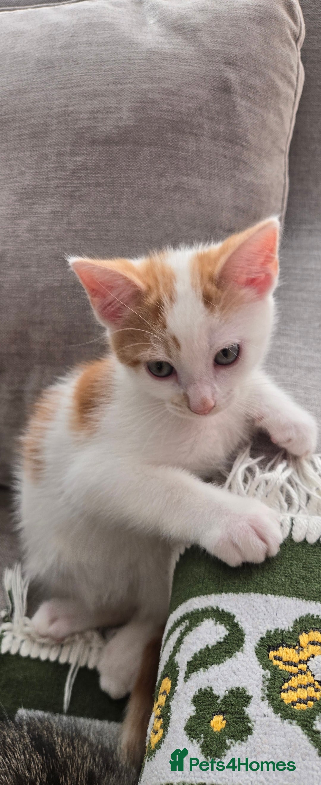Mixed Breed cats for sale:  Blue eyes Flower pattern mark unique kitten  - Image 35