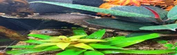 Gecko reptiles for sale: 9 Month Old CrestedGecko With Full Bioactive Setup in Todmorden - Advert 3