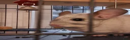 Chinchilla rodents for sale: 2 Male chinchillas - Advert 10