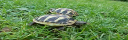 Tortoise reptiles for sale: Spur-thighed And Hermanns Thb. - Advert 2