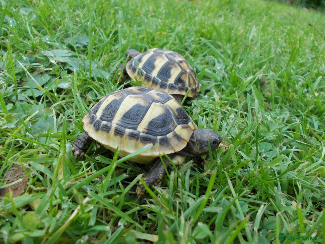 Tortoise reptiles for sale: Spur-thighed And Hermanns Thb. - Advert 2