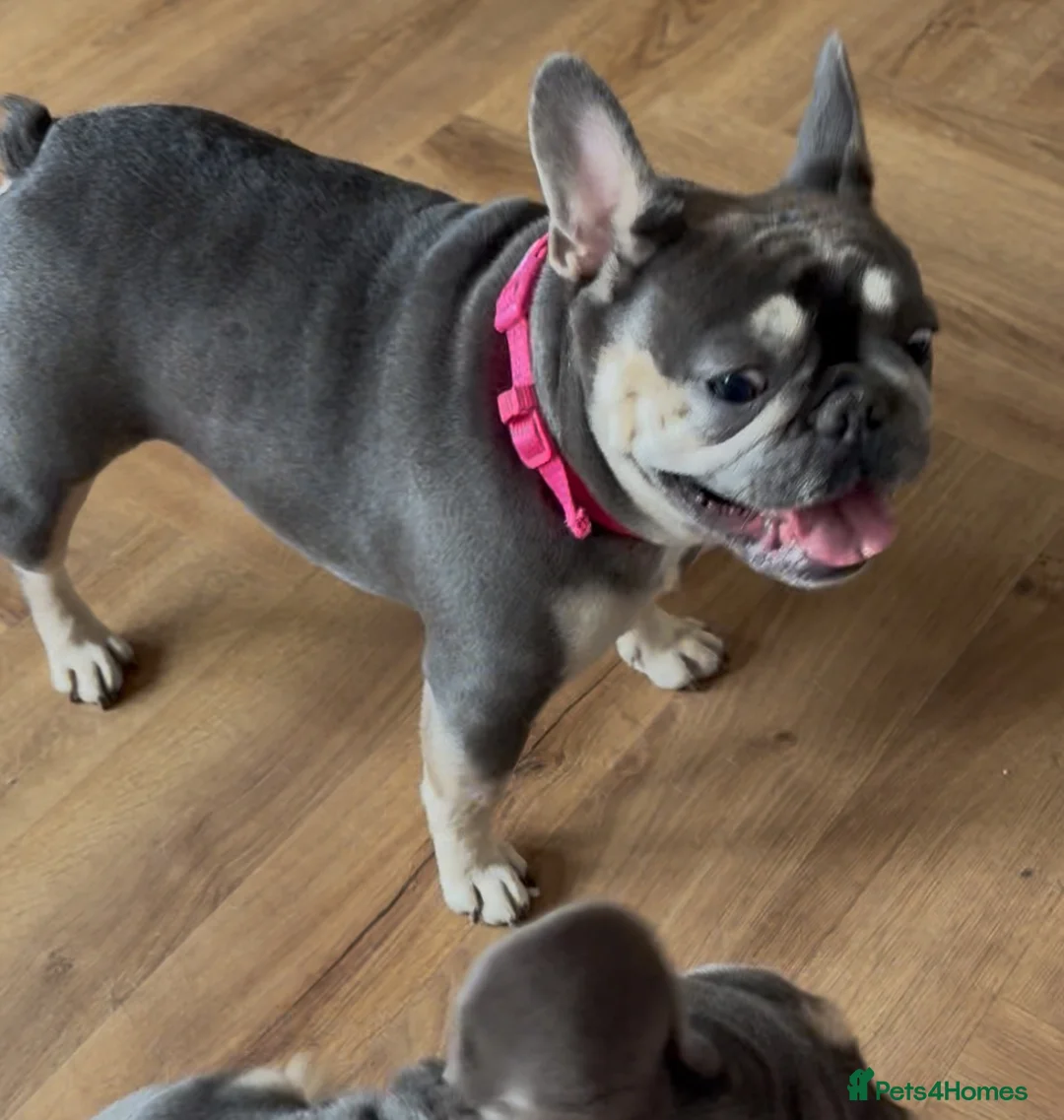 French Bulldog dogs for sale: French bulldog puppies.  in Glasgow - Advert 2