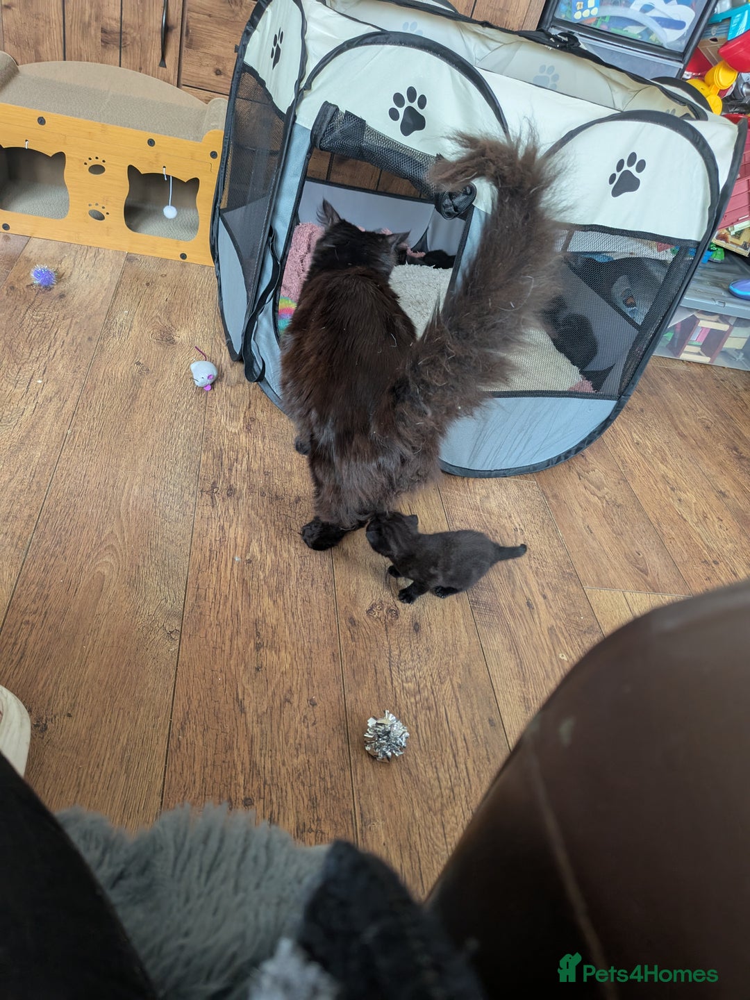 Maine Coon cats for sale: Last 2 beautiful Maine coon x males  - Image 5