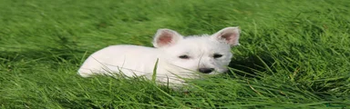 West Highland Terrier 2