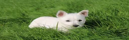 West Highland Terrier dogs for sale: West Highland Terrier (Westie) Puppies for Sale - Advert 12