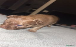 Mixed Breed dogs for sale: Chihuahua x pups  - Image 8
