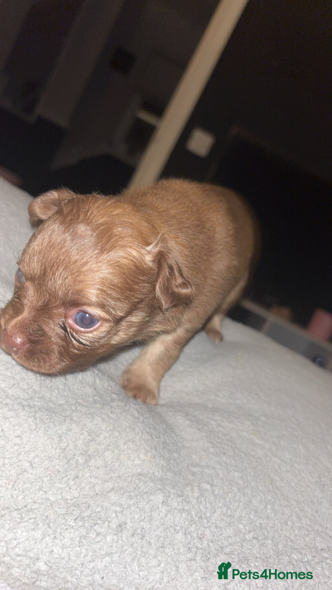 Mixed Breed dogs for sale: Chihuahua x pups  - Image 8
