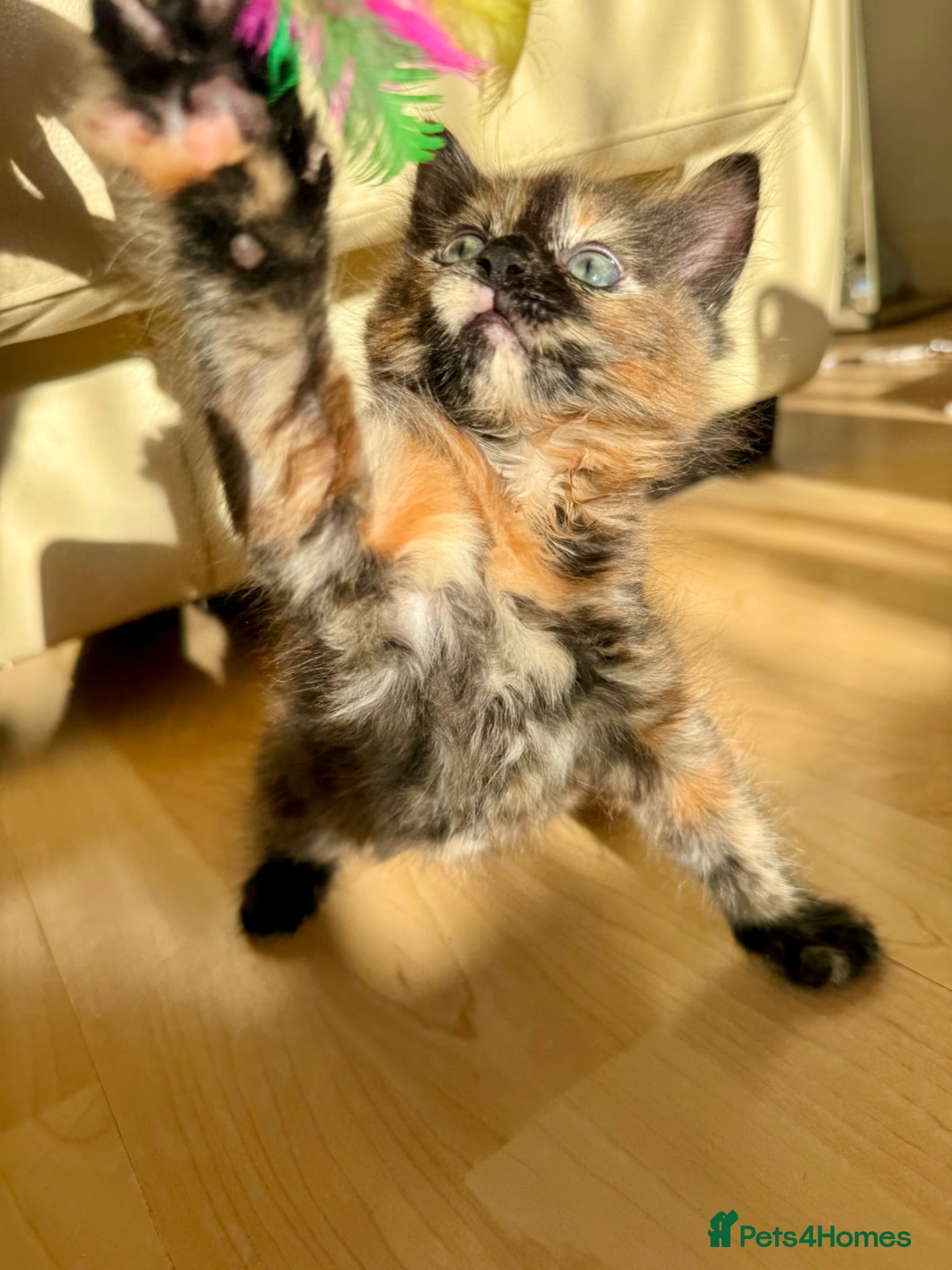 Mixed Breed cats 4 Fluffy kittens are ready to go  - Advert 1