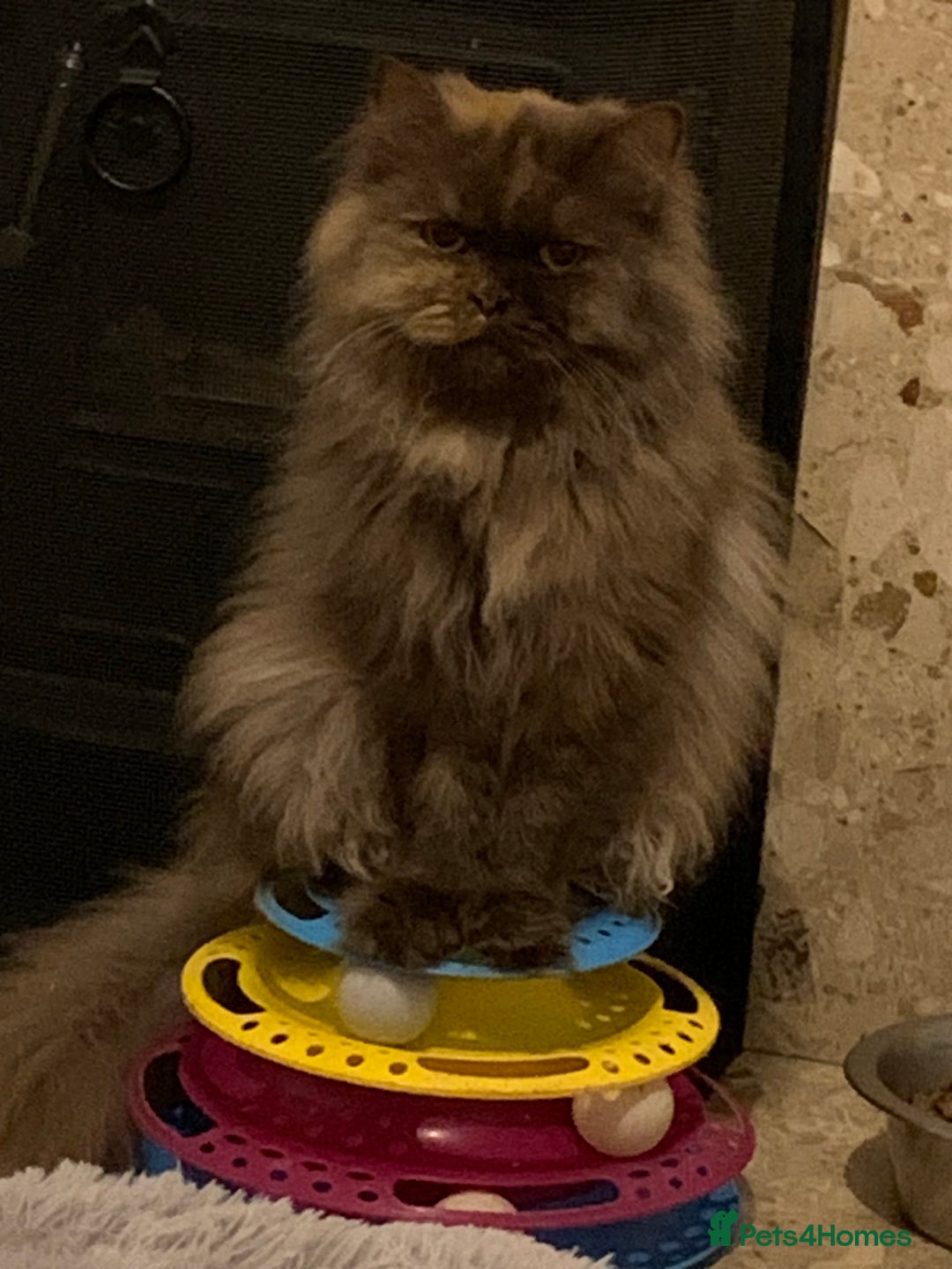 British Longhair cats for sale: British long hair female  - Image 3