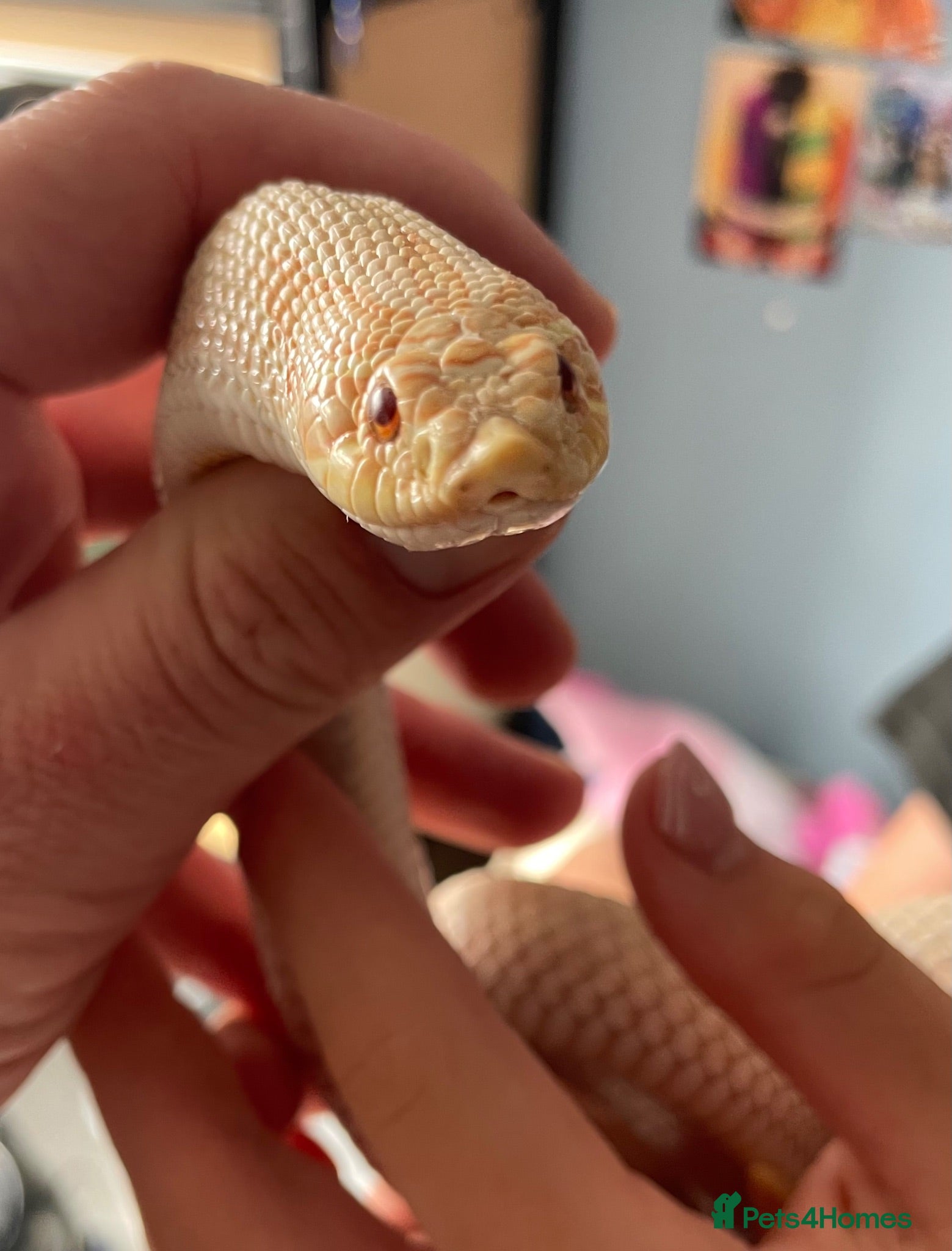 Snake reptiles Albino Hognose Snake - Advert 1