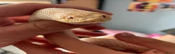 Snake reptiles for sale: Albino Hognose Snake - Advert 1
