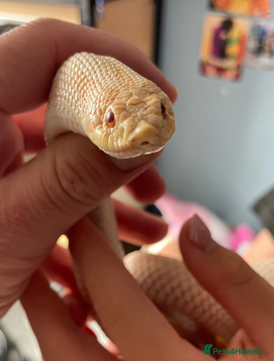 Snake reptiles for sale: Albino Hognose Snake - Advert 1