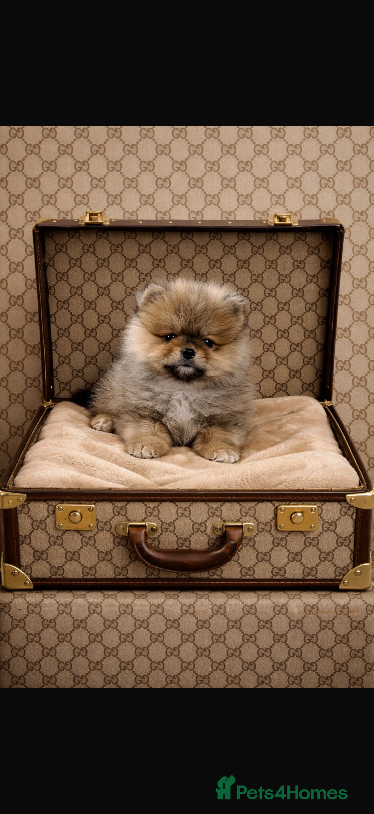 Pomeranian dogs Beautiful Pomeranian babies - Advert 1