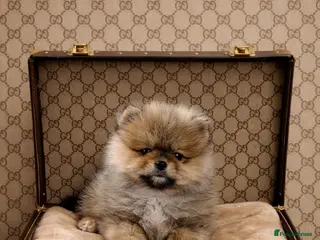 Pomeranian dogs Beautiful Pomeranian babies - Advert 1