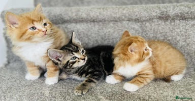 Mixed Breed cats - Advert 10