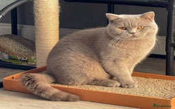 British Shorthair cats for sale: GCCF ACTIVE BRITISH SHORTHAIR MALE KITTENS - Image 9