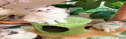 Ragdoll cats for sale: Show quality Ragdoll kittens from champion lines - Advert 27