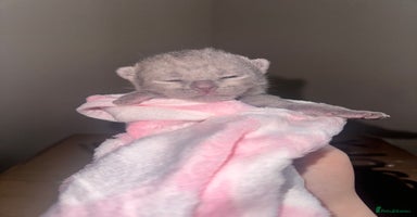 British Shorthair cats - Advert 1