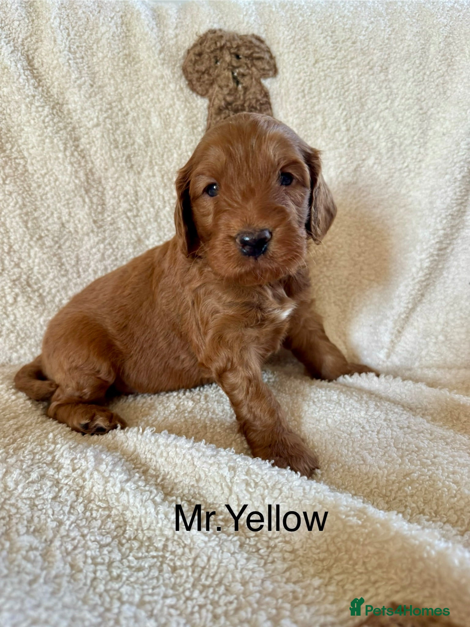 Australian Labradoodle dogs for sale: Gorgeous Tuxedo Marking Australian Labradoodles - Advert 7