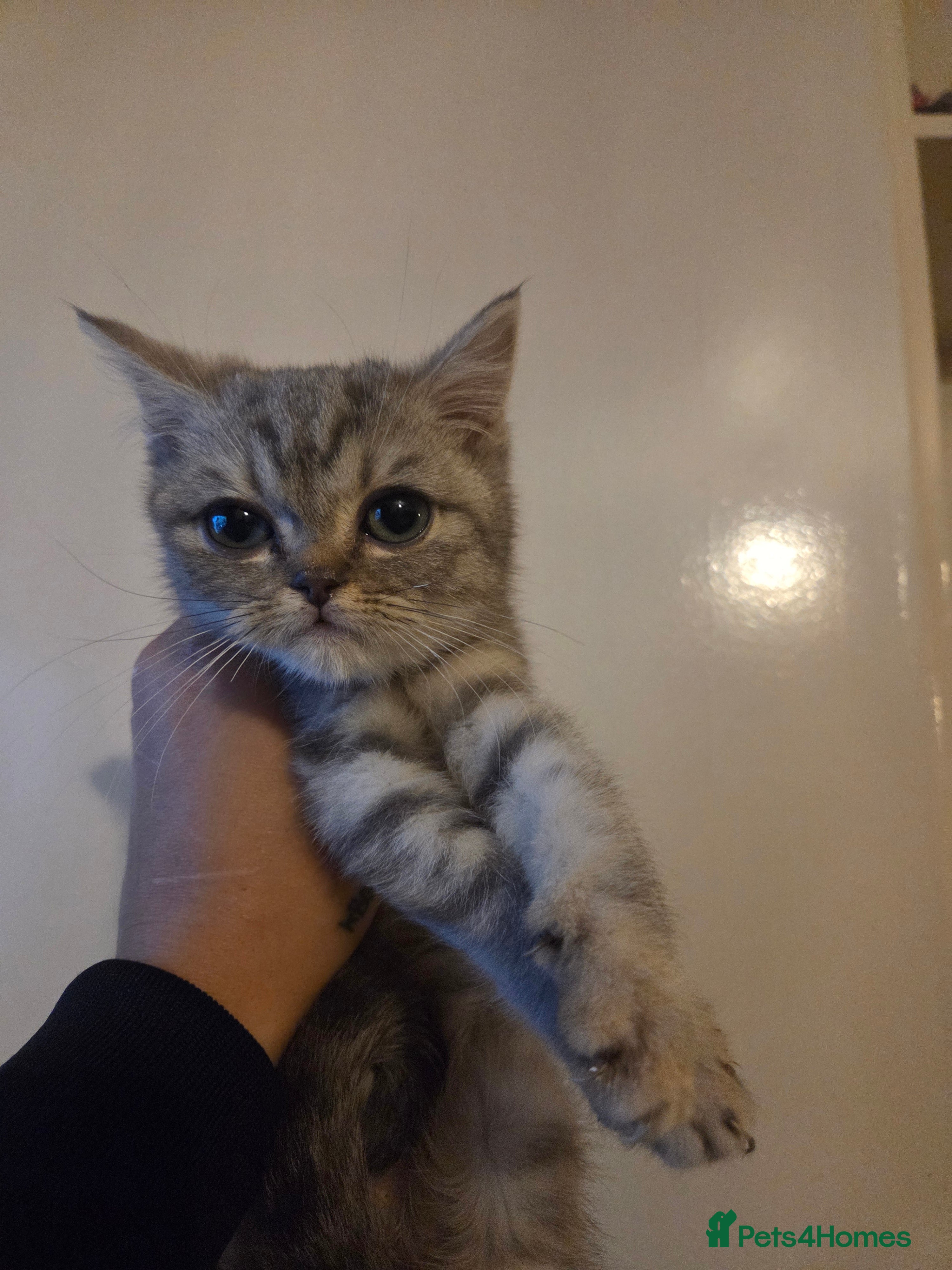British Shorthair cats Kittens bsh ready to go - Advert 14