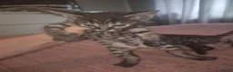Savannah cats for sale: F3 savannah kittens - Advert 16