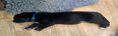 Milo - Blue collar