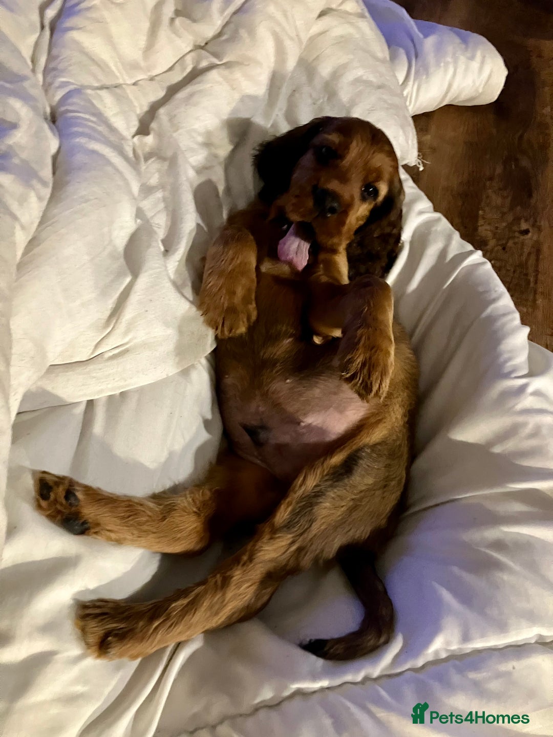 Mixed Breed dogs for sale: Beautiful setter pups Gordon/Irish  - Image 11