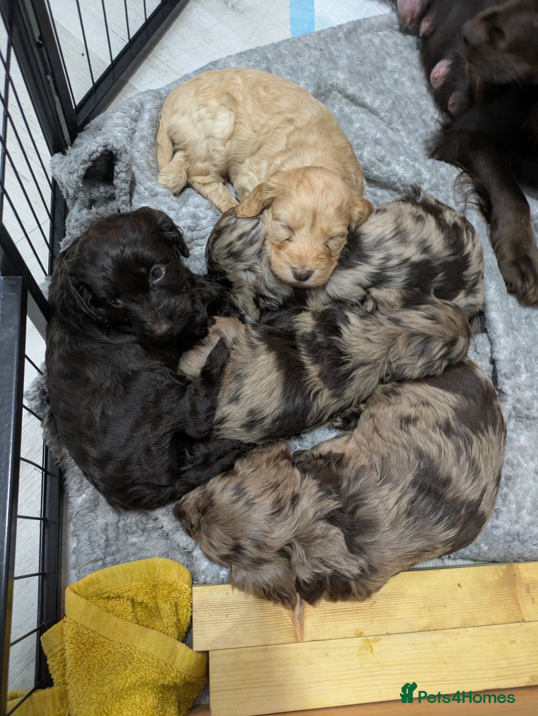 Cockapoo dogs for sale: STUNNING F1 COCKAPOO PUPPIES 2 FEMALES LEFT - Advert 14