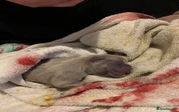 French Bulldog dogs for stud: Latte male proven stud in Harpenden - Image 10