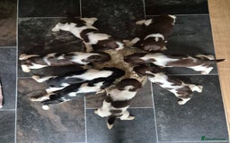 English Springer Spaniel dogs for sale: English Springer Spaniel Pups - Image 1