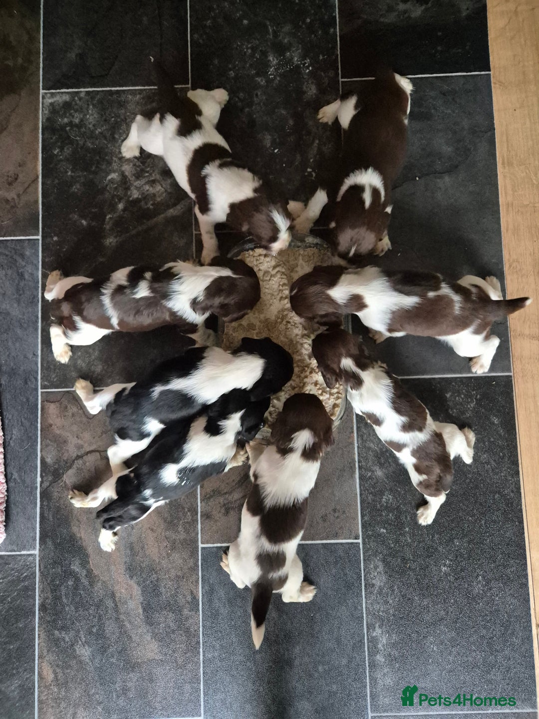 English Springer Spaniel dogs for sale: English Springer Spaniel Pups - Image 1