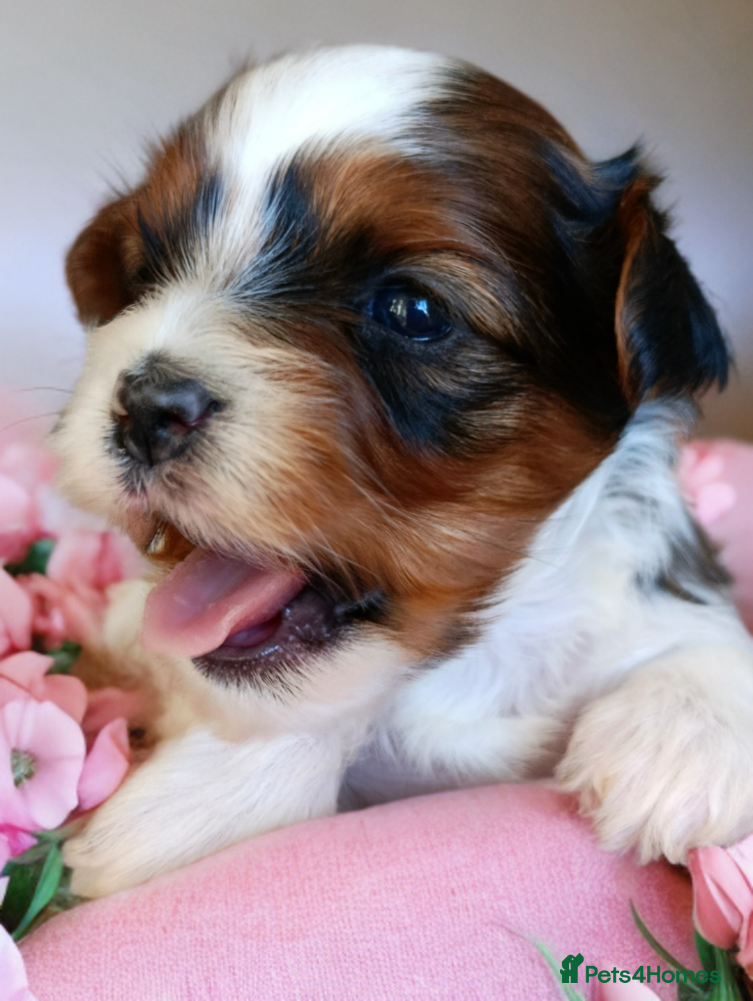 Yorkshire Terrier dogs for sale: Posh puppies😍😍 colorfull Yorkshire terrier🐶🐶🐶 - Advert 3