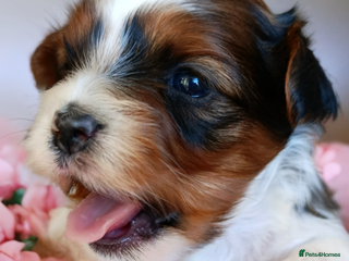 Yorkshire Terrier dogs Posh puppies😍😍 colorfull Yorkshire terrier🐶🐶🐶 - Advert 1