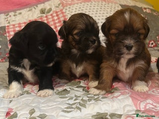 Lhasa Apso dogs - Advert 1