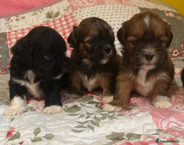 Lhasa Apso dogs - Advert 3