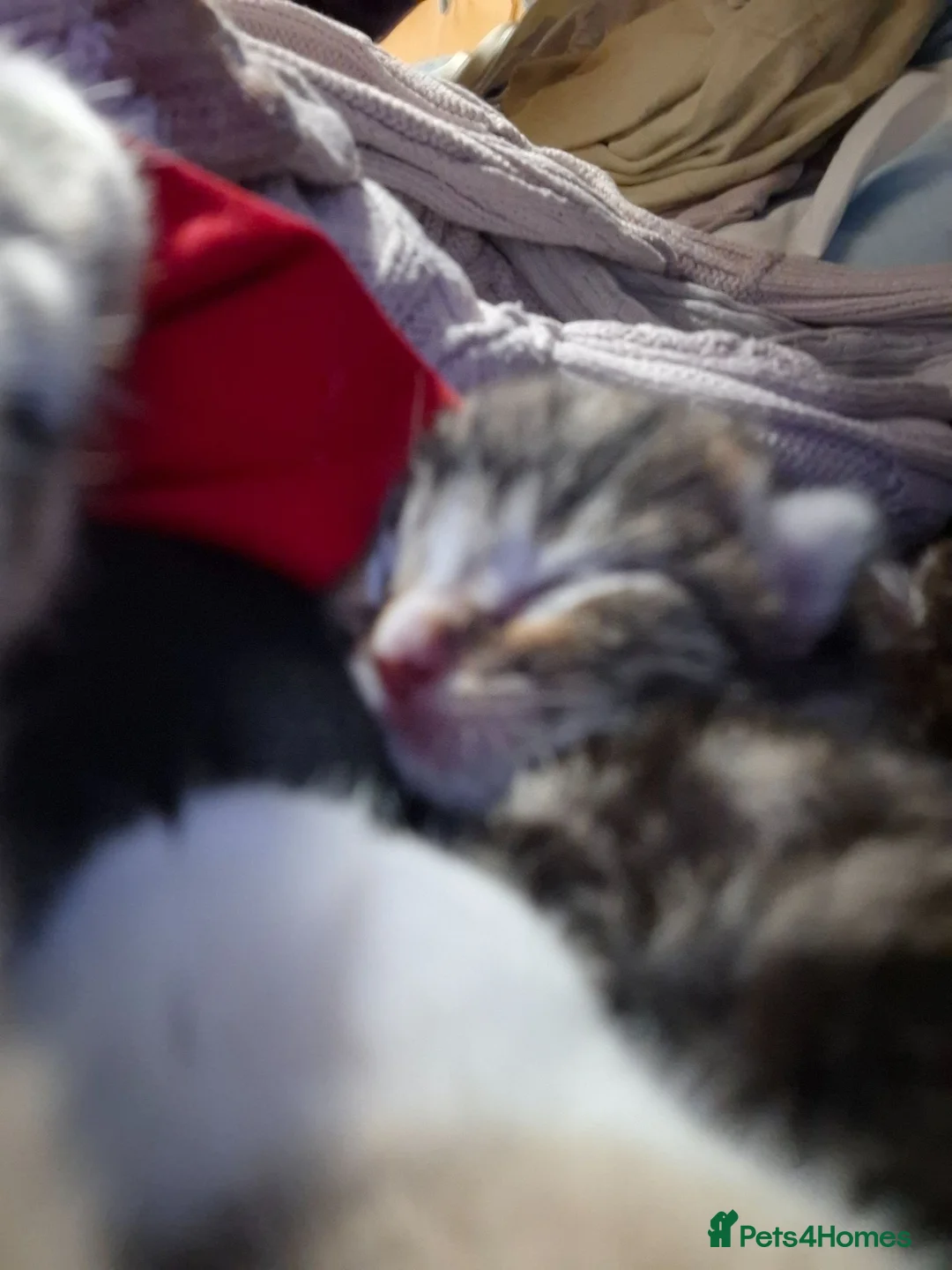 Mixed Breed cats for sale: Four adorable kitten - one boy and three girls - Advert 20